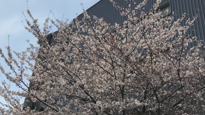 今年と去年の桜