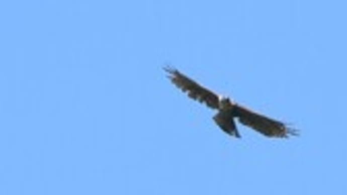 青空しょって