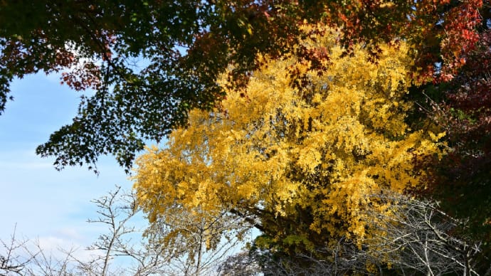 ◆茂原公園は工事中。(茂原市)