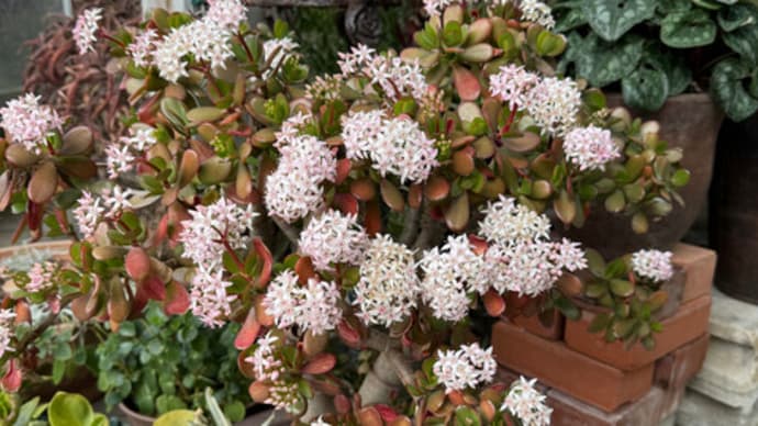 カネノナルキの花