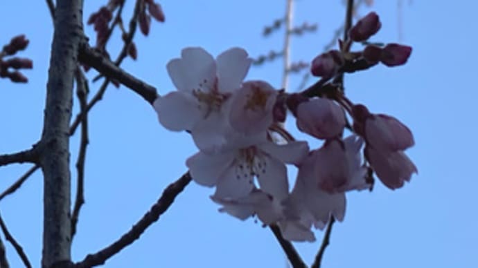 通安寺のシダレザクラが開花