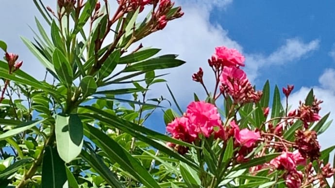 夏ですね〜