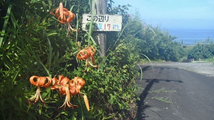 真夏の暑さ 3度目の唐芋植え 2022/07/07(鹿児島)