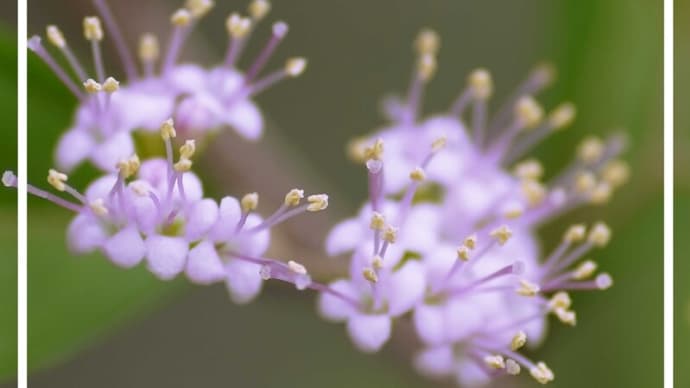 ●我が家の7月の花(15) コムラサキの花 ニチニチソウ Googleフォトの画像を削除するとPCからも消えた