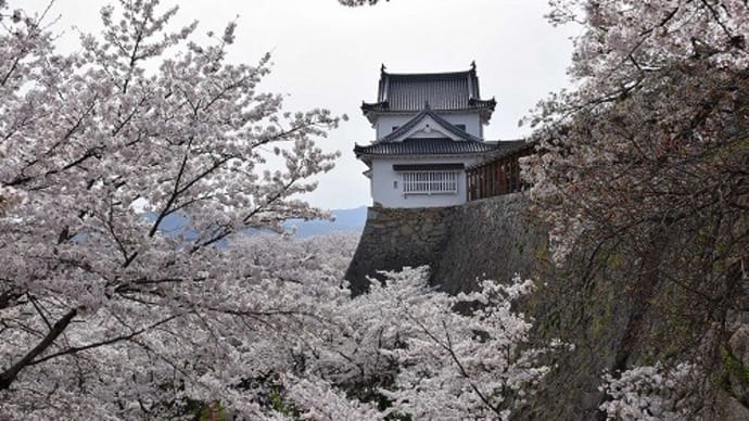 津山城跡(鶴山公園) 津山さくらまつり