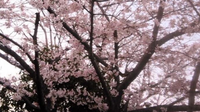 担々麺と桜🌸