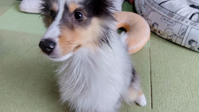 ラン、はじめてのお家シャンプーをしました🐶😍