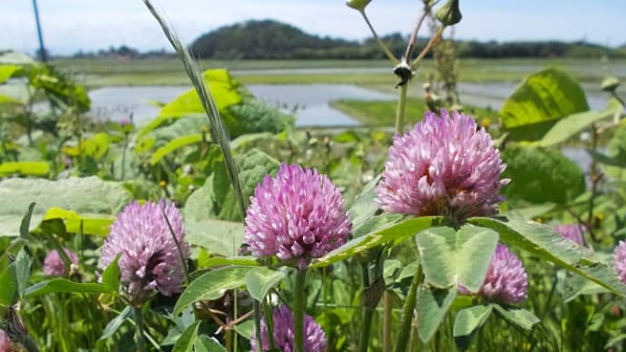 京田川に咲く紫詰草