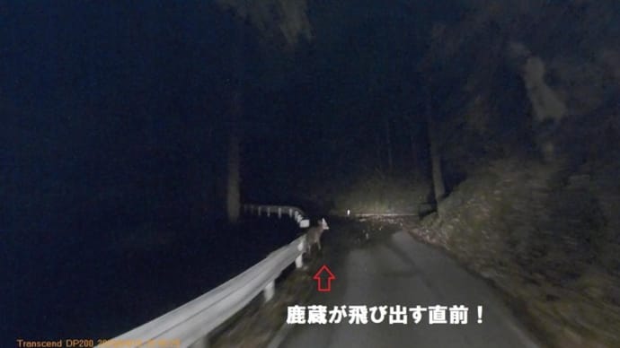 令和2年4月18日・夜道は鹿蔵だらけ!