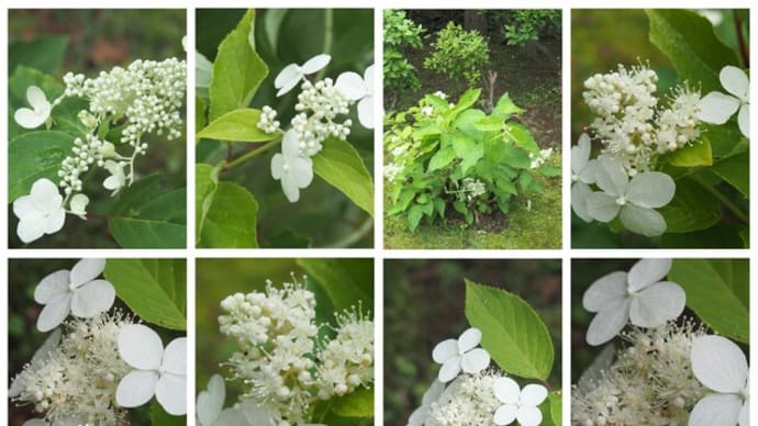 「糊空木の花が咲きました」 MY GARDEN 2022.07.15日撮影