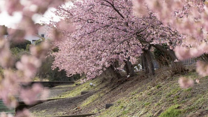 2025.3.6 河津桜が見頃(熊野市山崎運動公園)