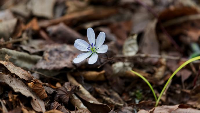 寿長生の郷の山野草ほか