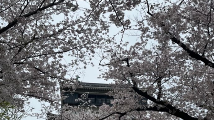 小倉 桜満開