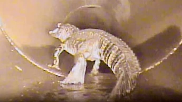 都市伝説の裏に潜む真実！フロリダの下水道で発見された巨大ワニの驚愕映像