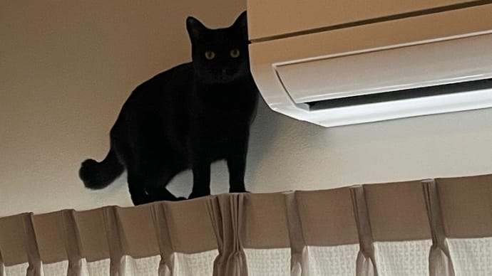 黒猫のセレナーデ
