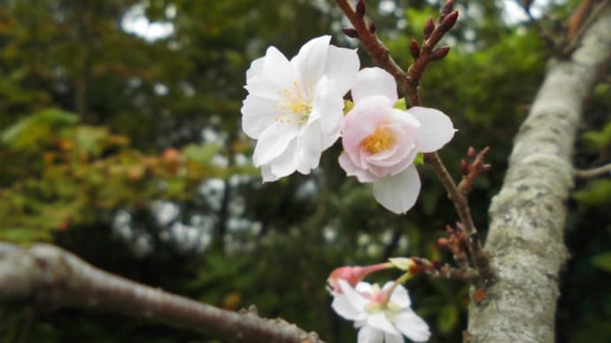 花ファンタジアでみた十月桜。