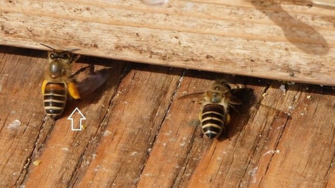 日本蜜蜂が活動をはじめました