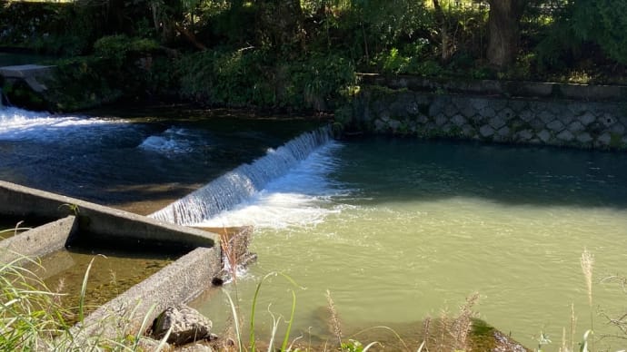 中の町堰堤〜工事の濁りが…💦