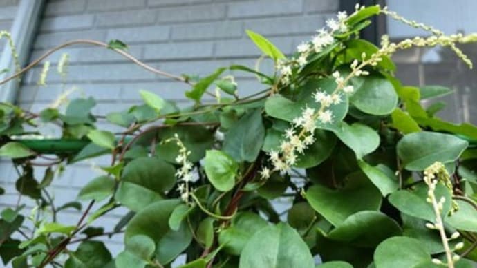 コレがオカワカメの花なんだ