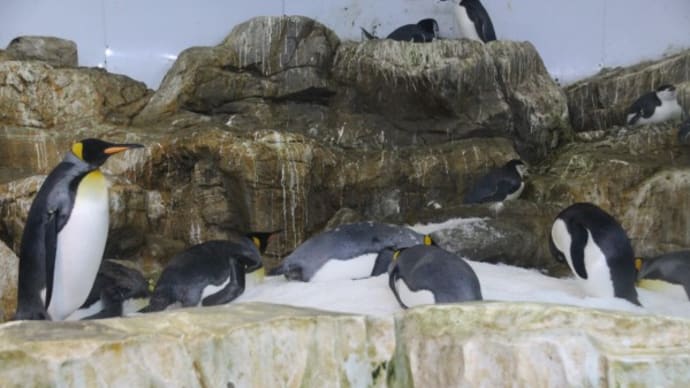 何ペンギンがいるかな？