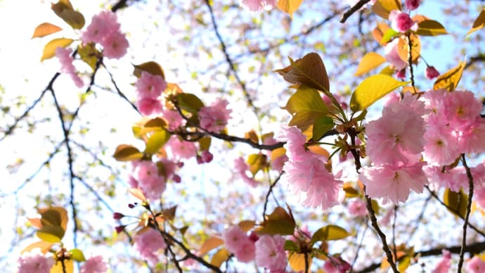 ピンクの八重桜。