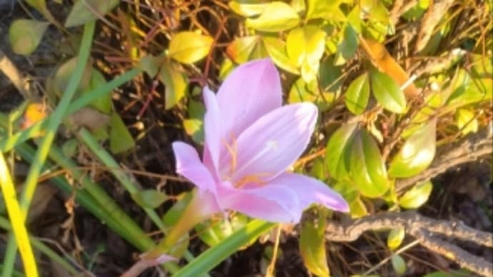 庭の花と、庭や畑の手入れ