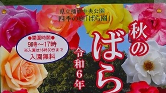 播磨中央公園 秋バラ '24