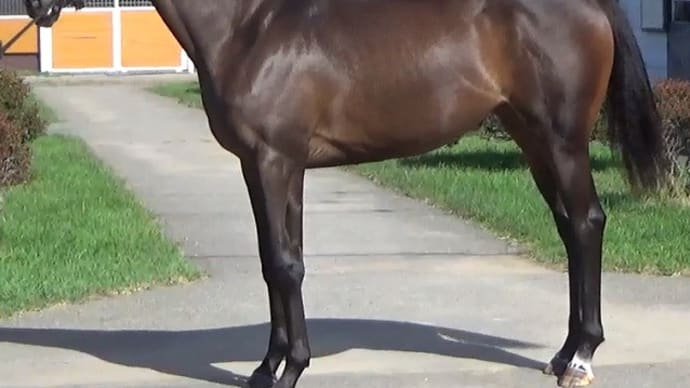 広尾TC・募集馬見学会報告(3)出資候補の牝馬は?