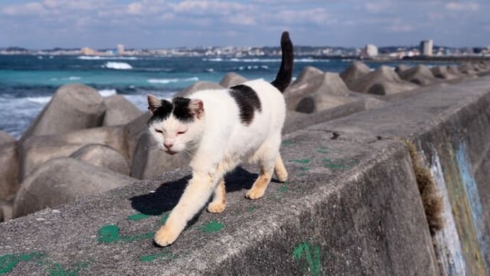 沖縄県の猫たち 2025年1月 その31