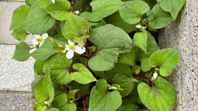 ドクタミの花が好き〈英訳付〉
