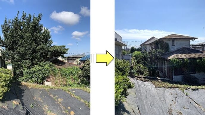 一度も手入れされることなくすくすく育ち大きくなりすぎ台風や強風で倒木の恐れ