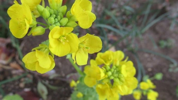 菜の花