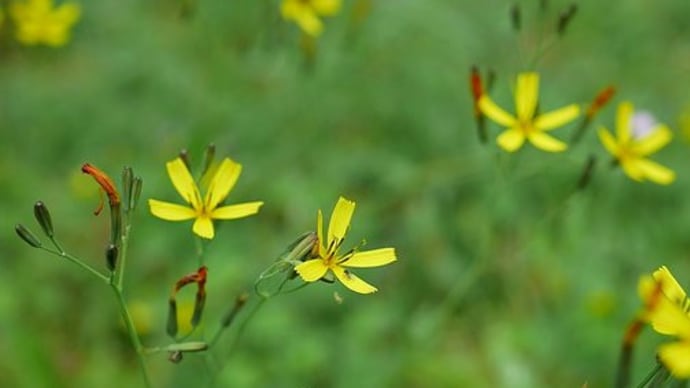 野の花 - ニガナ 他