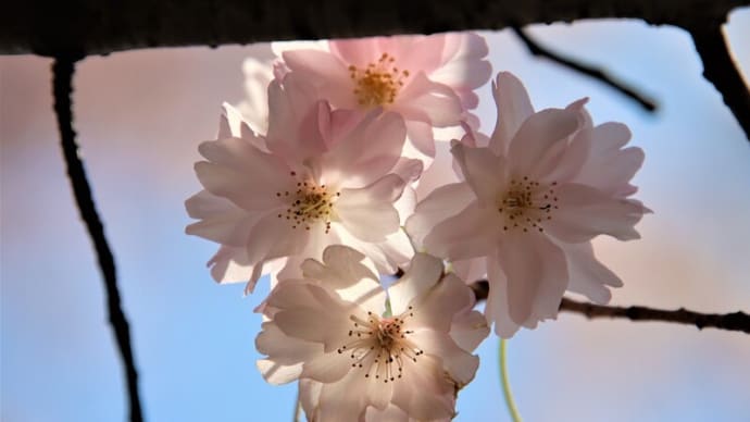 千鳥ヶ淵公園から歩く