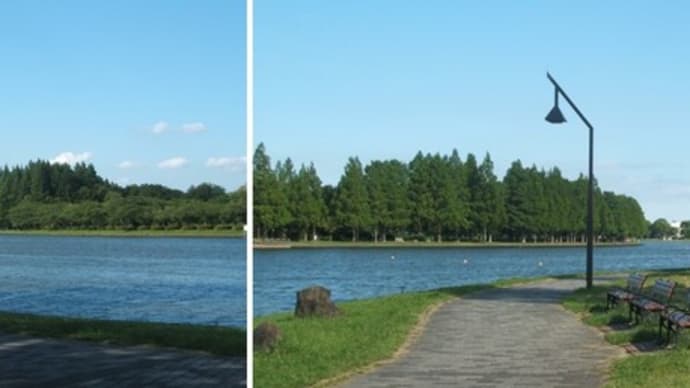 水元公園はなしょうぶ園