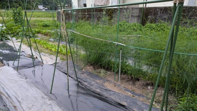 ミニトマトとゴーヤの支柱建てとオクラの間引き