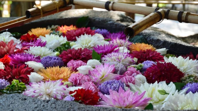 10/2 千歳神社 花手水