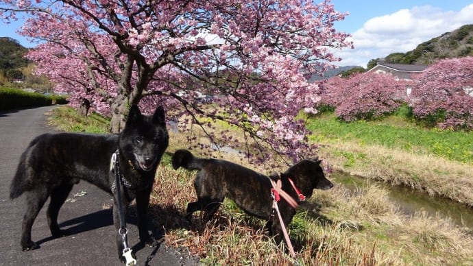 南伊豆町 みなみの桜 2020