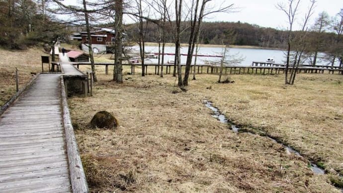 座禅草　一休寺座禅処の２にゃんこ　黒猫座り身繕