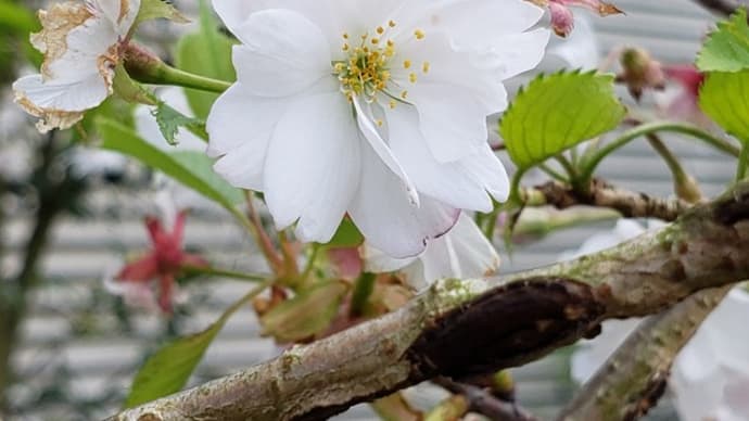 仙台八重枝垂れ・開花中