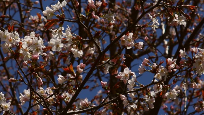 桜開花も今年は早く2-2