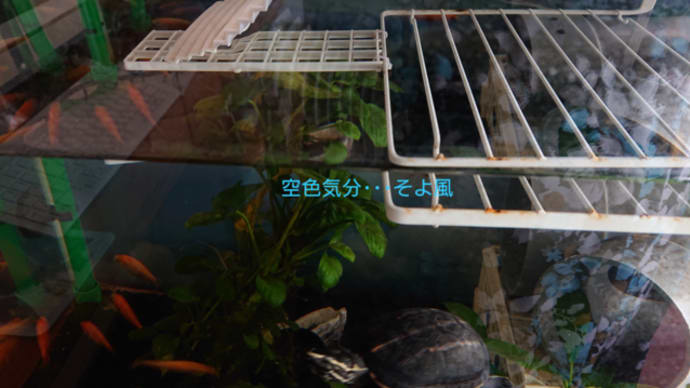 感謝の気持ちを込めて