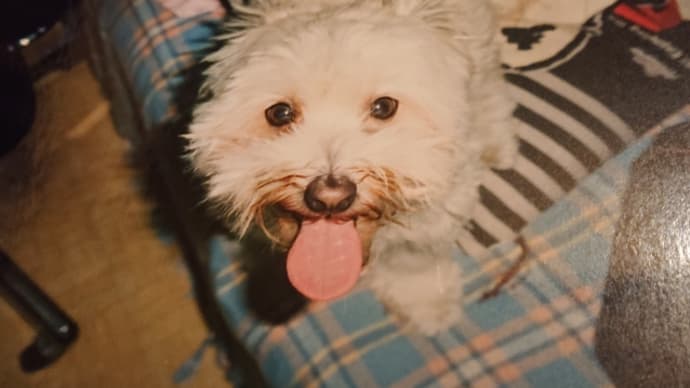 命の恩人ジョリー
