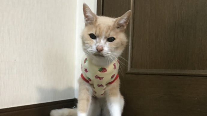 ミルちゃん 20歳6か月の月誕生日