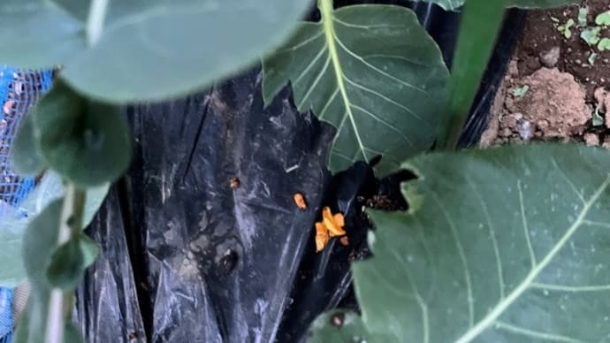再び襲われた家庭菜園!