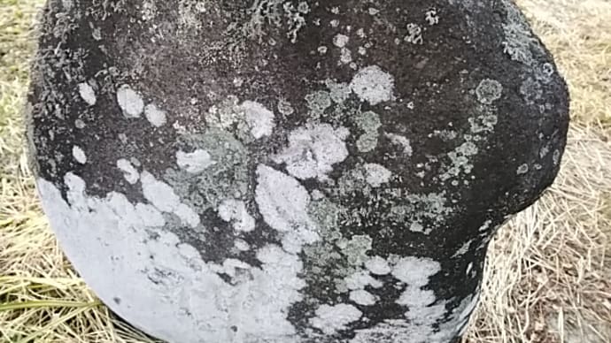 行く寒や鳥啼き魚の目に泪
