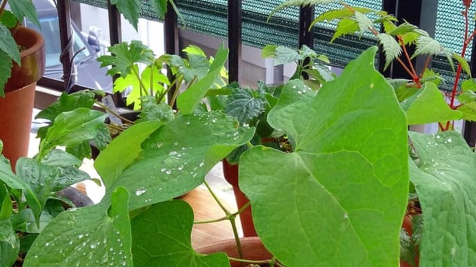 一つ、二つ、春の山野草を顧みる