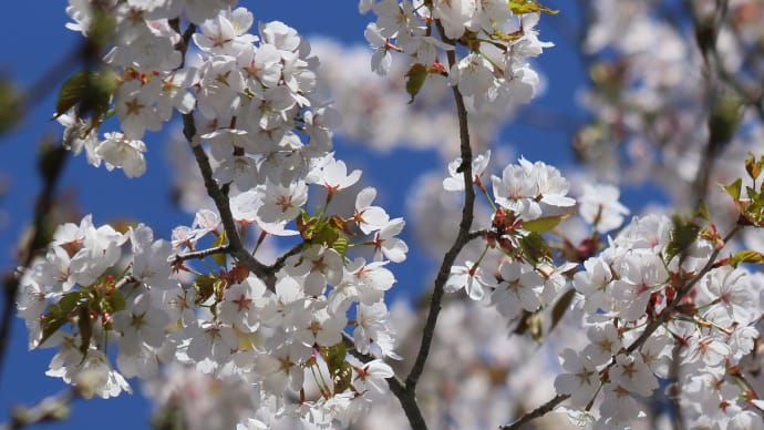 北海道の遅い春の桜13-3