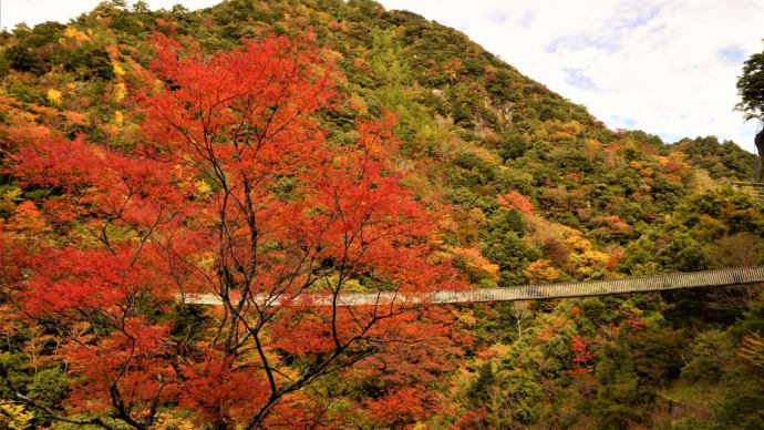 きっつ~い! 持久走大会‼ ~おまけ 五家荘の紅葉~