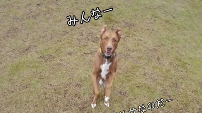 保護犬・譲渡会祭りだワッショイ